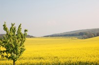 der-hainich-im-fruehling.jpg