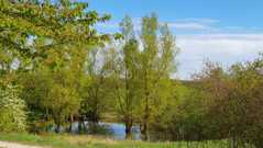 hainich-im-fruehling.jpg